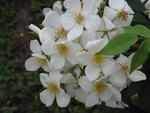 رز وحشی